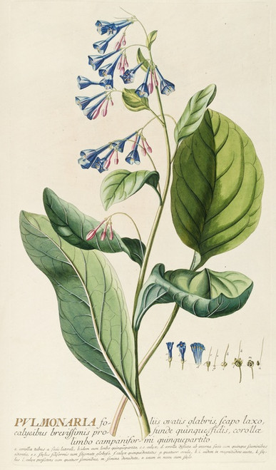 Digital Print - Pulmonaria by Georg Dionysius Ehret