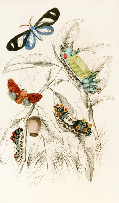 Digital Print - Limacodes Micilia, Doratifera vulnerans by James Duncan