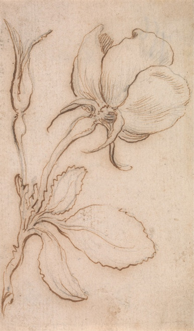 Digital Print - A Study of Pinks and Roses 2 by Stefano Della Bella