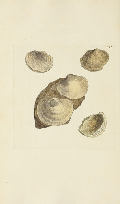 Digital Print - The mineral conchology of Great Britain Pl.218 by James Sowerby