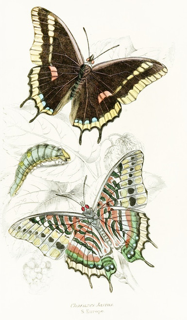 Digital Print - Charaxes Jasius by James Duncan