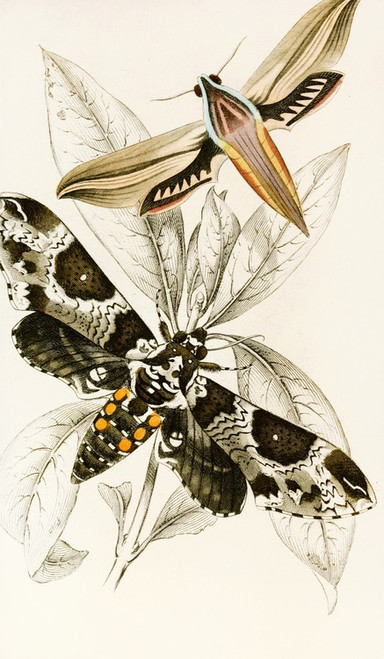 Digital Print - Metopsilus tersa, Sphinx Chionanthi by James Duncan