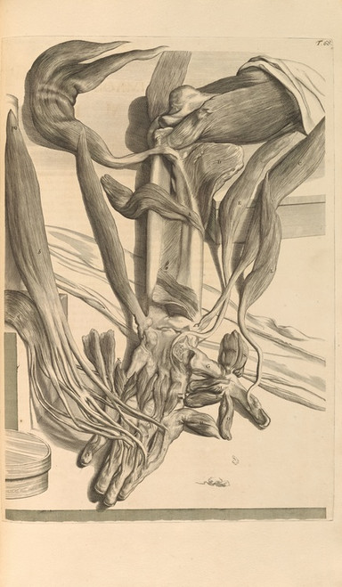 Digital Print - Anatomia humani corporis Pl.069 by Gerard de Lairesse