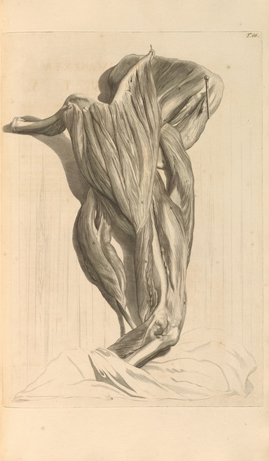 Digital Print - Anatomia humani corporis Pl.067 by Gerard de Lairesse