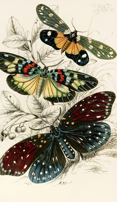 Digital Print - Eterusia tricolor, Erasmia pulchella, Amesia sanguiflua by James Duncan