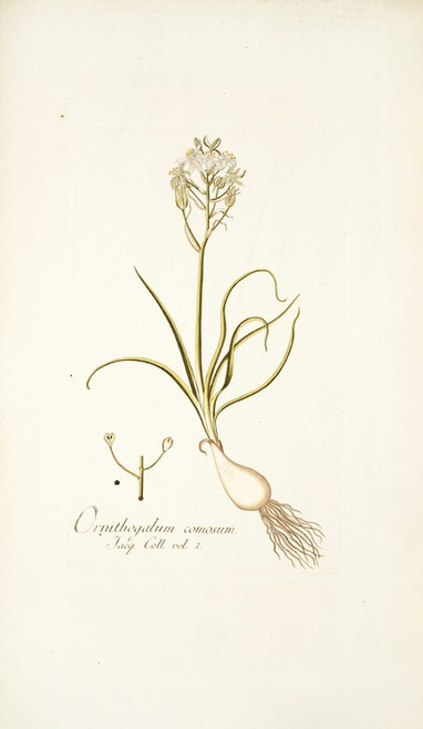 Digital Print - Ornithogalum comosum by Nikolaus Joseph Freiherr von Jacquin