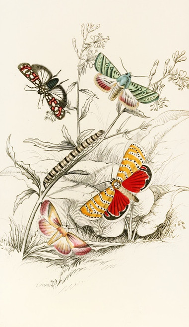Digital Print - Deiopeia bella, Cydosia nobilitella, Chloridea Rhexiae by James Duncan
