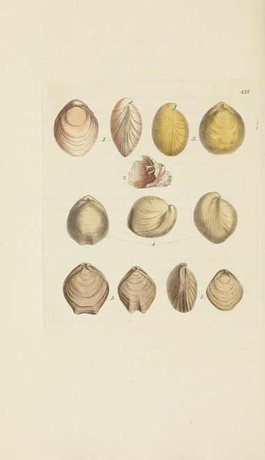 Digital Print - The mineral conchology of Great Britain Pl.517 by James Sowerby
