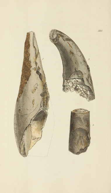 Digital Print - The mineral conchology of Great Britain Pl.376 by James Sowerby