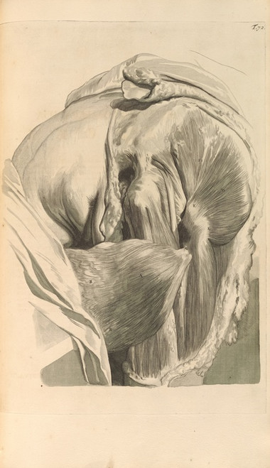 Digital Print - Anatomia humani corporis Pl.073 by Gerard de Lairesse