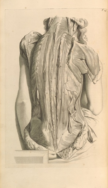 Digital Print - Anatomia humani corporis Pl.030 by Gerard de Lairesse