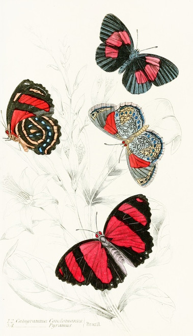 Digital Print - Catagramma Condomanus, Catagramma Pyramus by James Duncan
