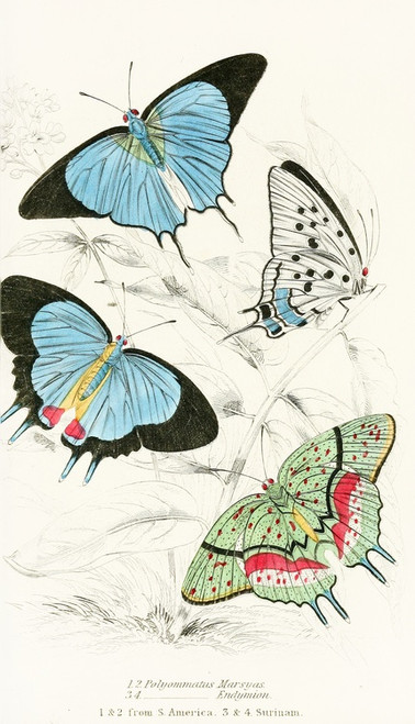 Digital Print - Polyommatus Marsyas,Polyommatus Endymion by James Duncan