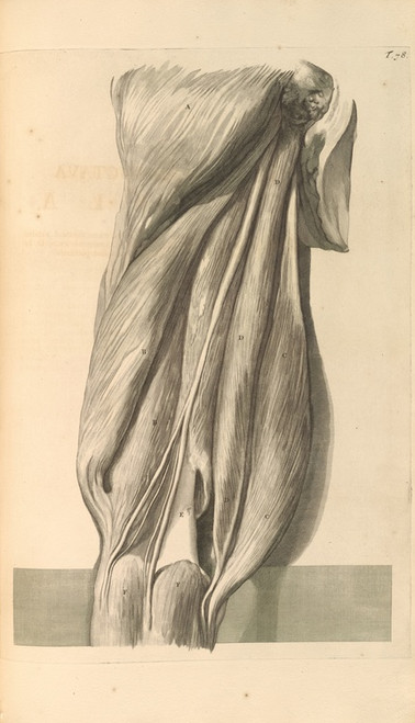 Digital Print - Anatomia humani corporis Pl.079 by Gerard de Lairesse