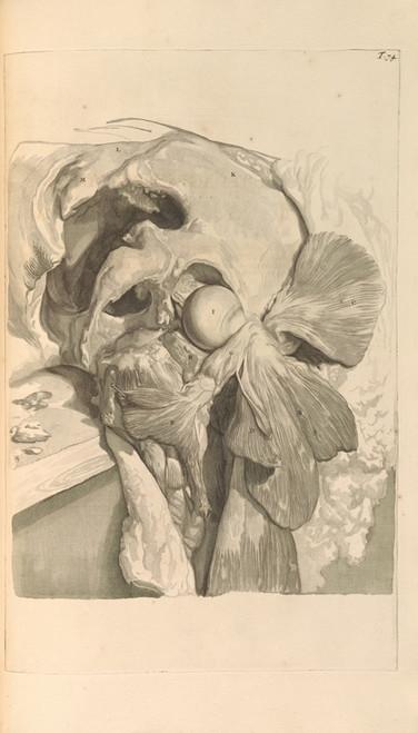 Digital Print - Anatomia humani corporis Pl.075 by Gerard de Lairesse