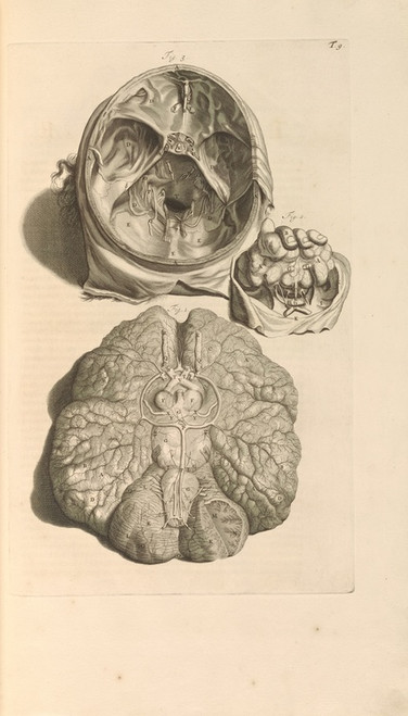 Digital Print - Anatomia humani corporis Pl.010 by Gerard de Lairesse