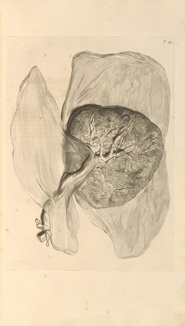 Digital Print - Anatomia humani corporis Pl.060 by Gerard de Lairesse
