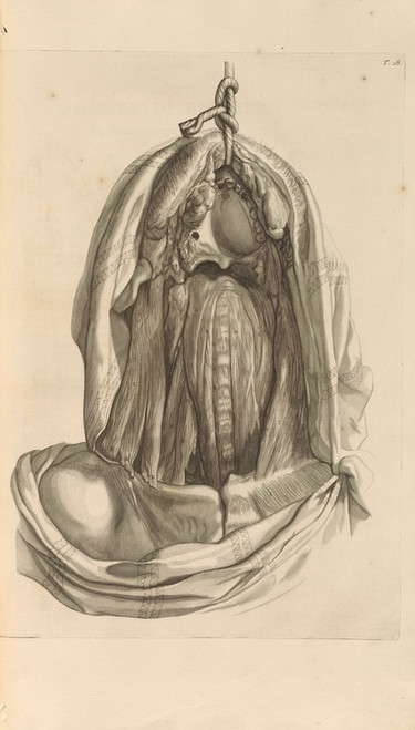 Digital Print - Anatomia humani corporis Pl.019 by Gerard de Lairesse