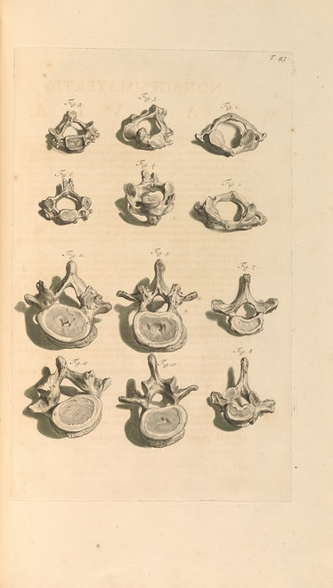 Digital Print - Anatomia humani corporis Pl.094 by Gerard de Lairesse