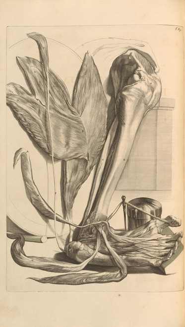 Digital Print - Anatomia humani corporis Pl.086 by Gerard de Lairesse