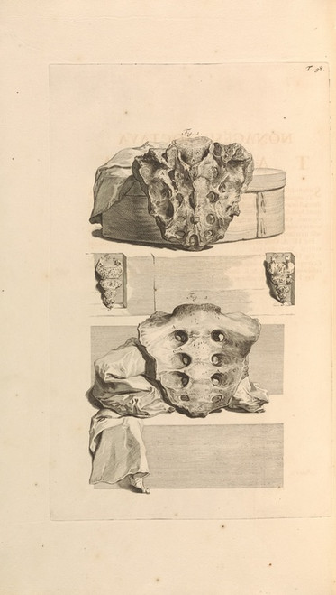 Digital Print - Anatomia humani corporis Pl.099 by Gerard de Lairesse