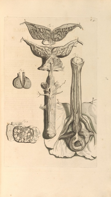 Digital Print - Anatomia humani corporis Pl.048 by Gerard de Lairesse