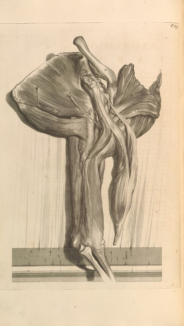 Digital Print - Anatomia humani corporis Pl.066 by Gerard de Lairesse