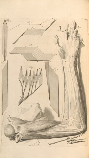 Digital Print - Anatomia humani corporis Pl.065 by Gerard de Lairesse