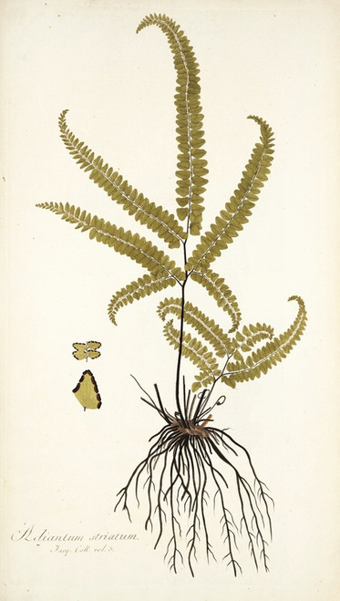 Digital Print - Adiantum striatum by Nikolaus Joseph Freiherr von Jacquin