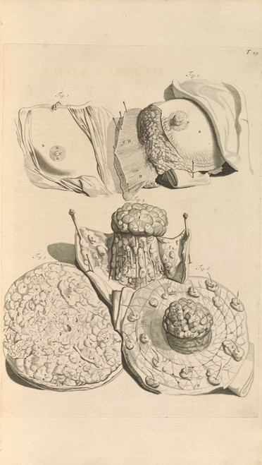 Digital Print - Anatomia humani corporis Pl.020 by Gerard de Lairesse