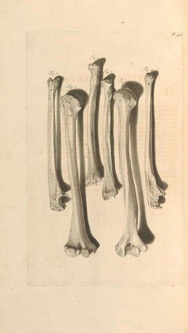 Digital Print - Anatomia humani corporis Pl.097 by Gerard de Lairesse