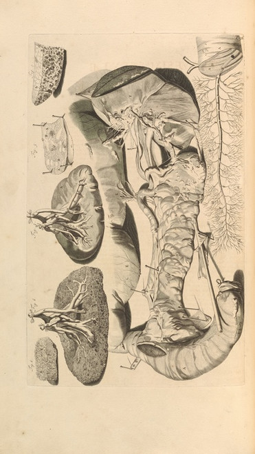 Digital Print - Anatomia humani corporis Pl.037 by Gerard de Lairesse