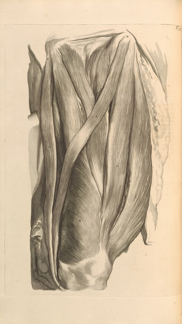 Digital Print - Anatomia humani corporis Pl.076 by Gerard de Lairesse
