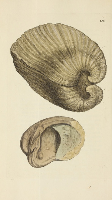 Digital Print - The mineral conchology of Great Britain Pl.438 by James Sowerby
