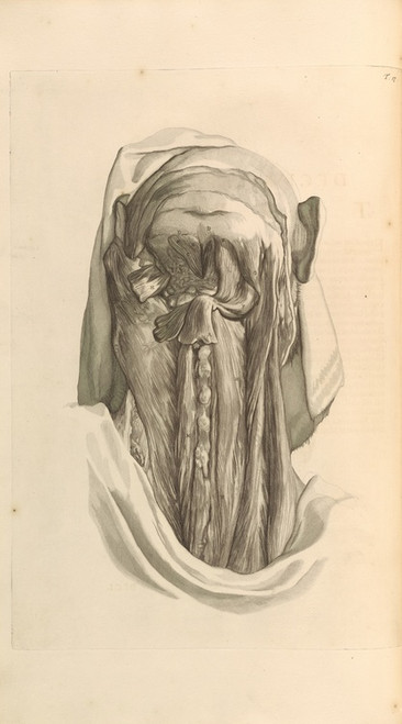 Digital Print - Anatomia humani corporis Pl.018 by Gerard de Lairesse