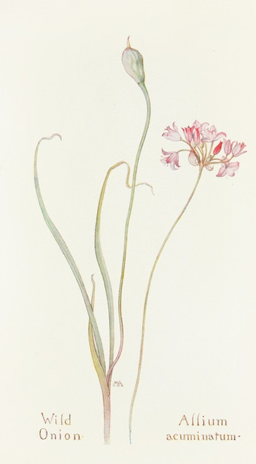 Digital Print - Wild Onion by Margaret Armstrong