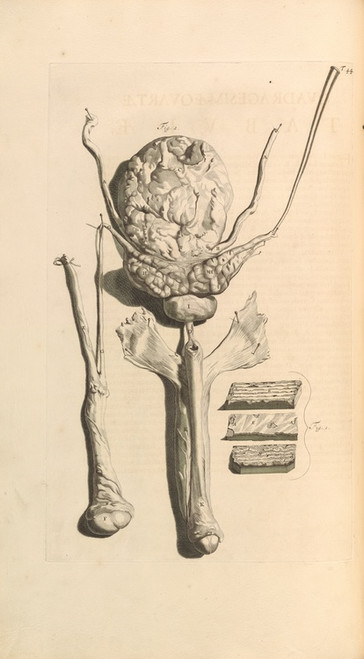 Digital Print - Anatomia humani corporis Pl.045 by Gerard de Lairesse
