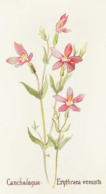 Digital Print - Canchalagua by Margaret Armstrong