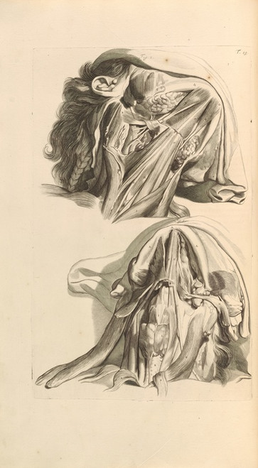 Digital Print - Anatomia humani corporis Pl.016 by Gerard de Lairesse
