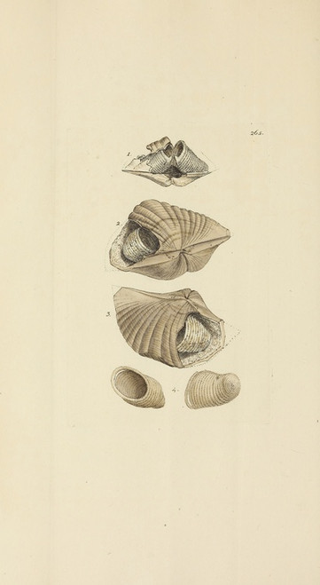 Digital Print - The mineral conchology of Great Britain Pl.452 by James Sowerby