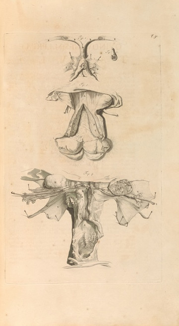 Digital Print - Anatomia humani corporis Pl.052 by Gerard de Lairesse