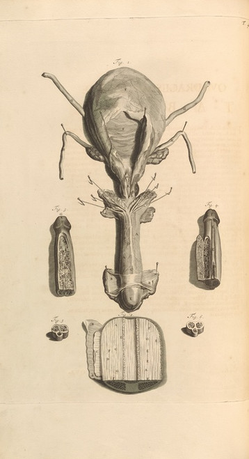 Digital Print - Anatomia humani corporis Pl.049 by Gerard de Lairesse
