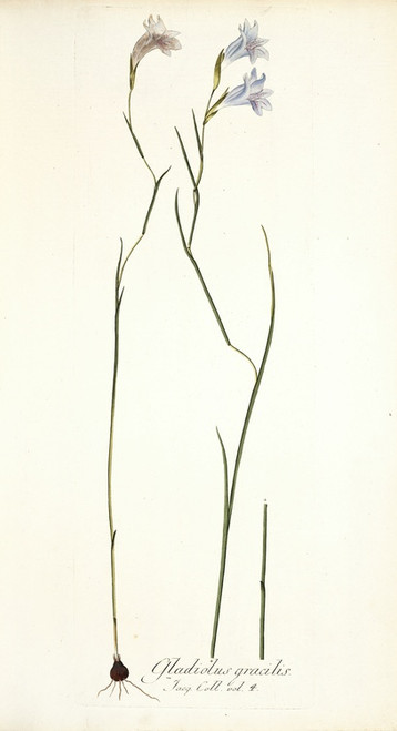 Digital Print - Gladiolus gracilis by Nikolaus Joseph Freiherr von Jacquin
