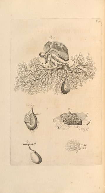 Digital Print - Anatomia humani corporis Pl.039 by Gerard de Lairesse