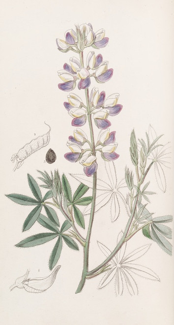 Digital Print - Ehrenberg's Lupin by Sydenham Edwards