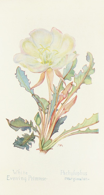 Digital Print - White Evening Primrose by Margaret Armstrong
