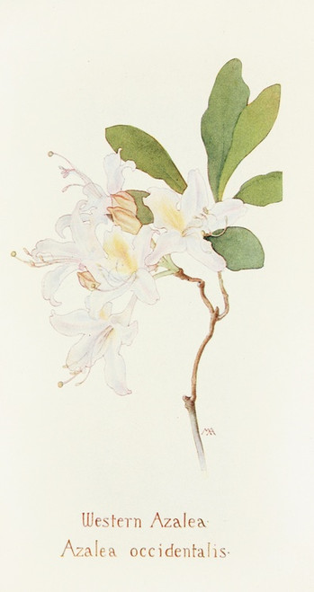 Digital Print - Western Azalea by Margaret Armstrong