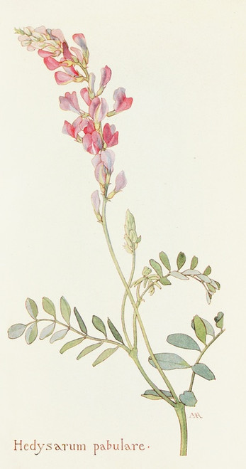 Digital Print - Hedysarum pabulare by Margaret Armstrong