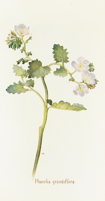 Digital Print - Phacelia grandiflora by Margaret Armstrong