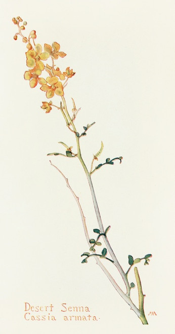 Digital Print - Desert Senna by Margaret Armstrong